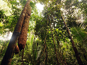 La unión hace la fuerza en el desarrollo sostenible del Amazonas